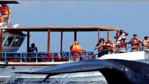 Un bateau transportant des passagers portant des gilets de sauvetage, la queue d’une baleine visible au premier plan et un ciel dégagé en arrière-plan.