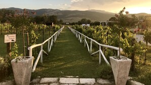 A vineyard pathway leading to a playground with a wooden play structure.