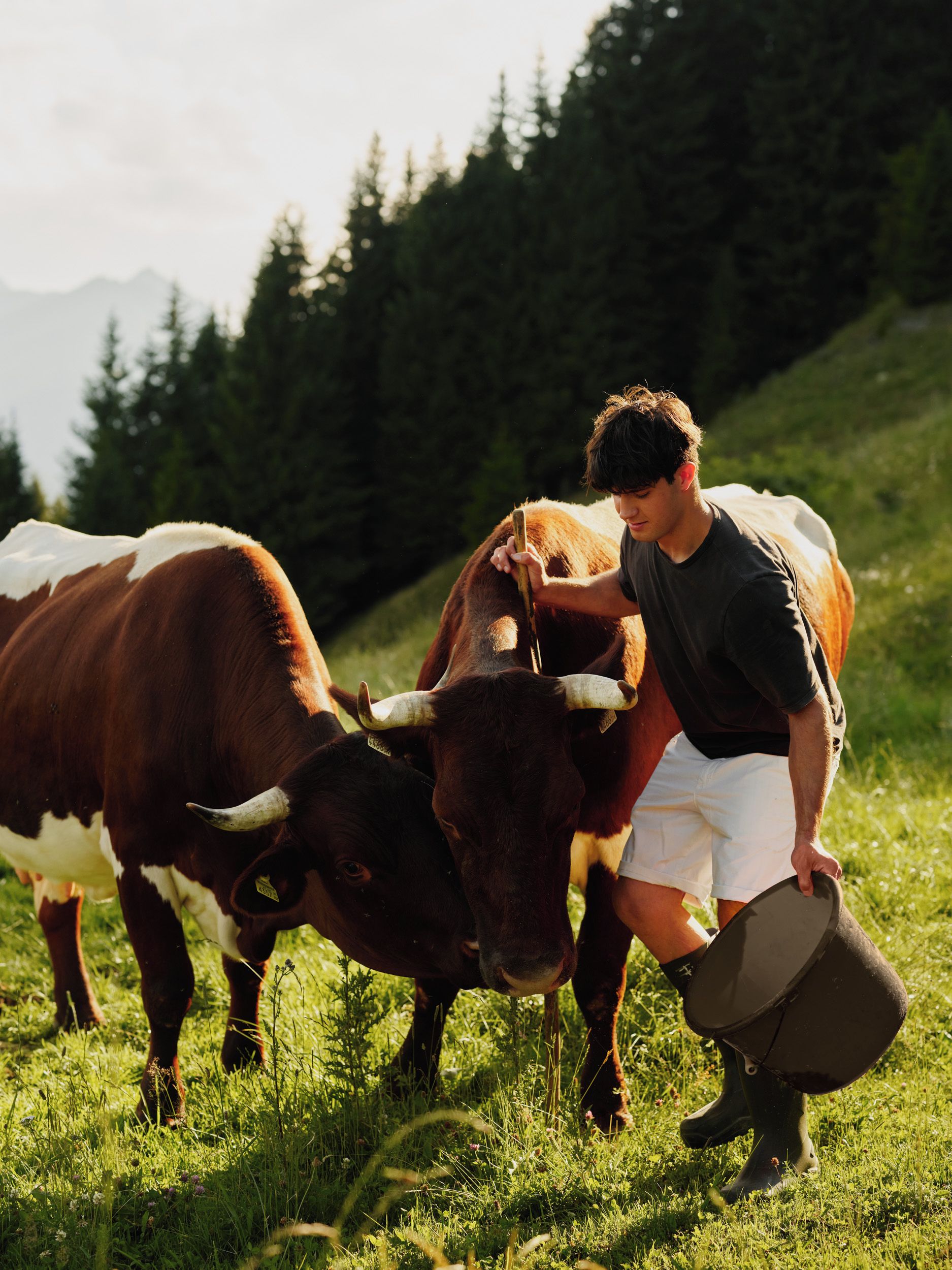Una persona en un campo con dos vacas.