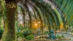 Un jardin avec des palmiers, un sentier en pierre et un arrière-plan baigné de soleil.