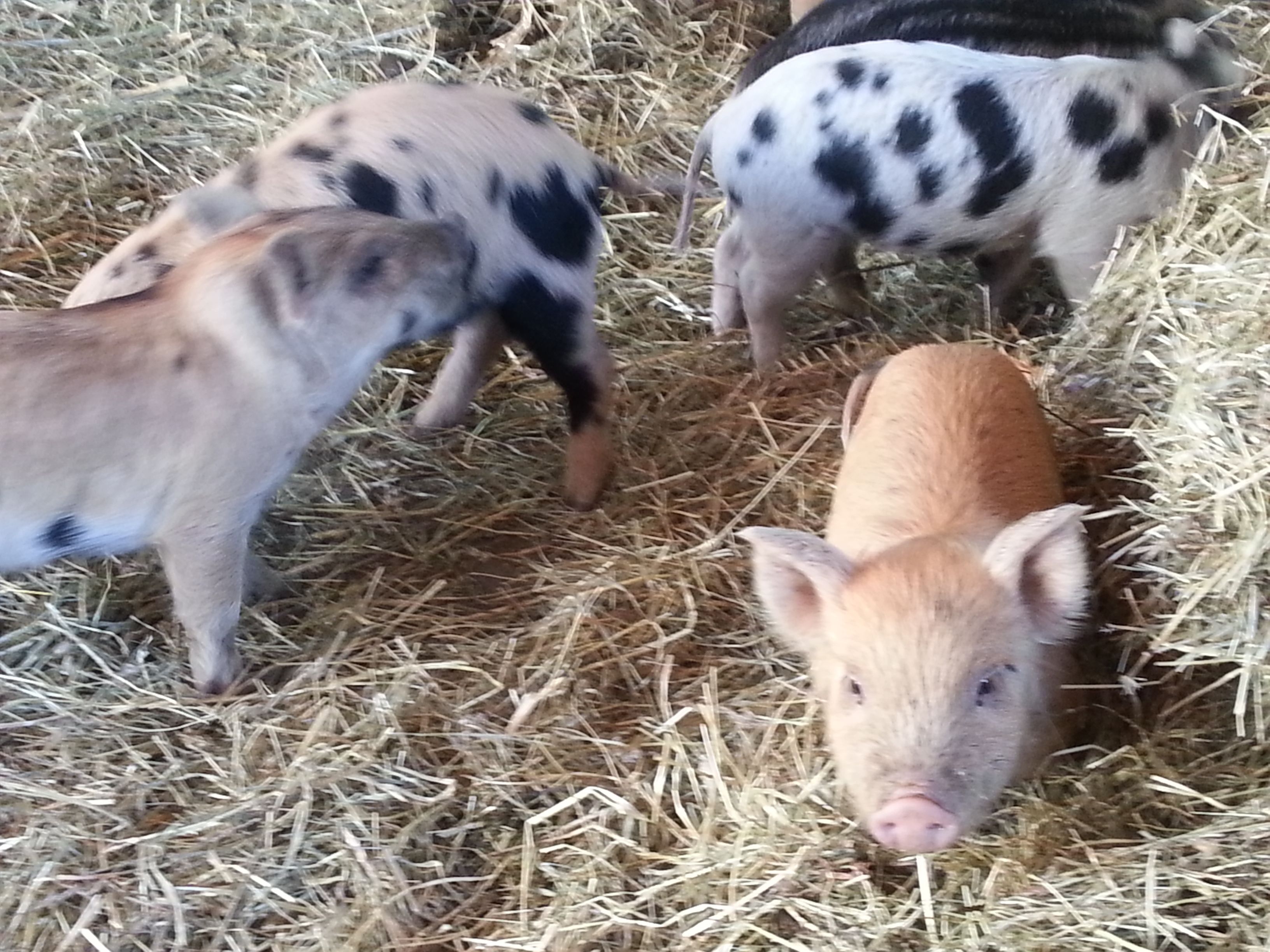 Photo - Nattererboden