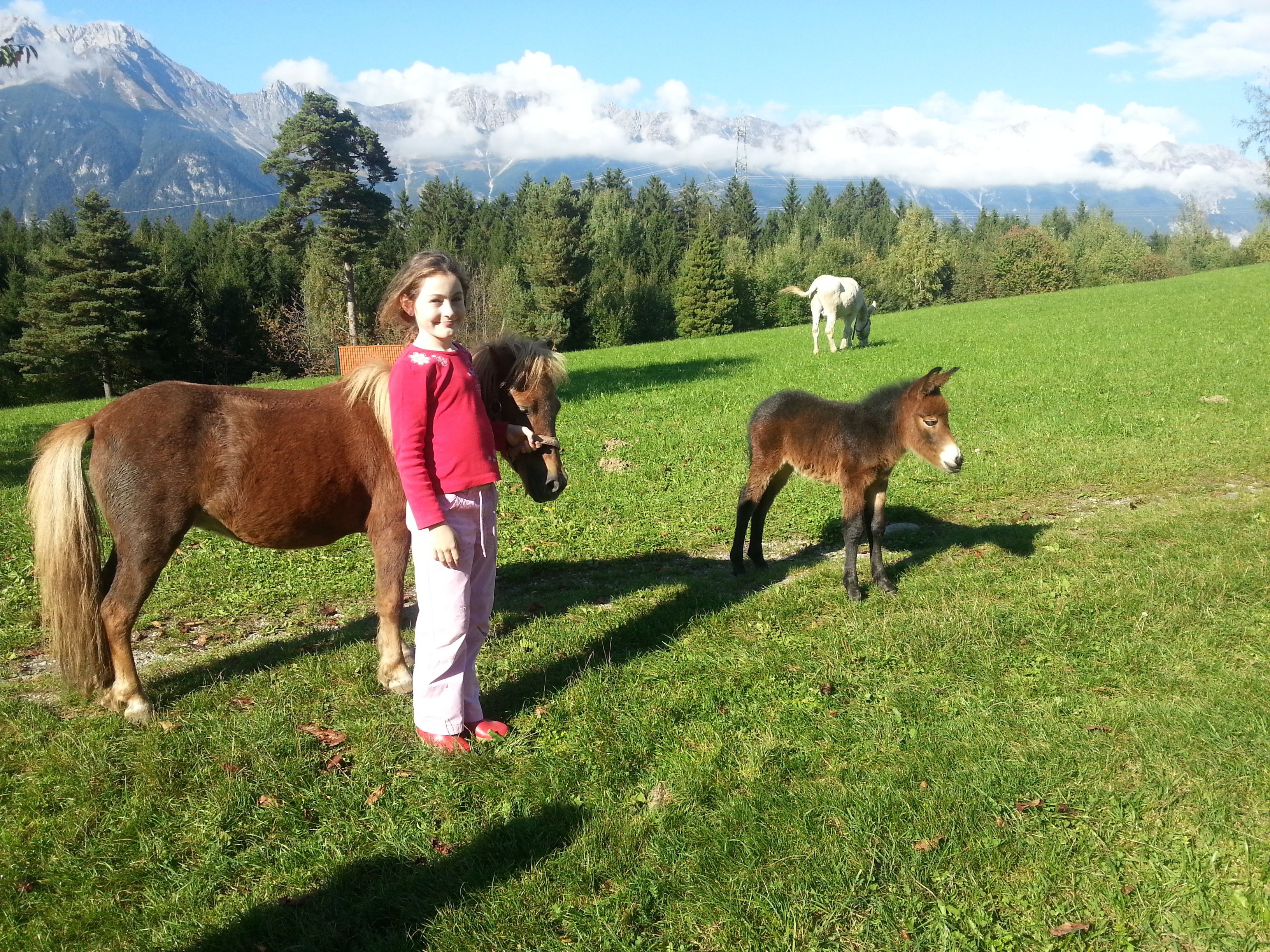 Een persoon die met twee paarden in een grasveld staat, met bergen op de achtergrond.
