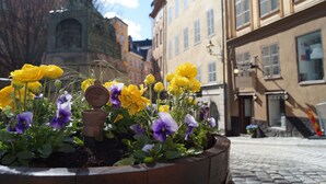 A flower bed with yellow and purple flowers in an urban setting. - Hotell Skeppsbron (Stockholm)