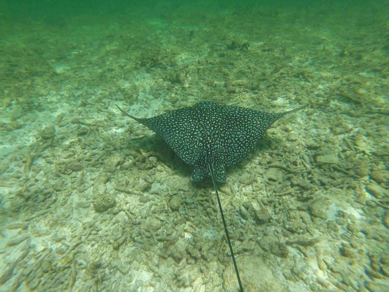 A stingray swimming in clear water with a rocky bottom.