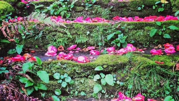 A terraced garden with moss-covered steps and pink flowers. - Casa Grande de Fuentemayor (Silleda)