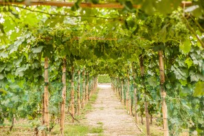 A vineyard with rows of grapevines supported by wooden stakes. - La Rosa Gialla (Barolo)