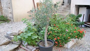A garden with a potted tree and flowering plants. - La Rotonde (Saint-Malo)