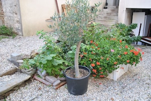 Jardín