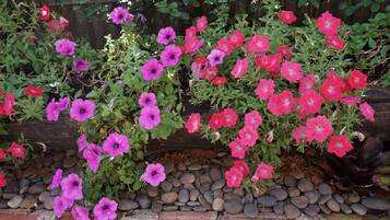 A garden bed with pink and purple flowers, a brick wall, and a wooden fence in the background.