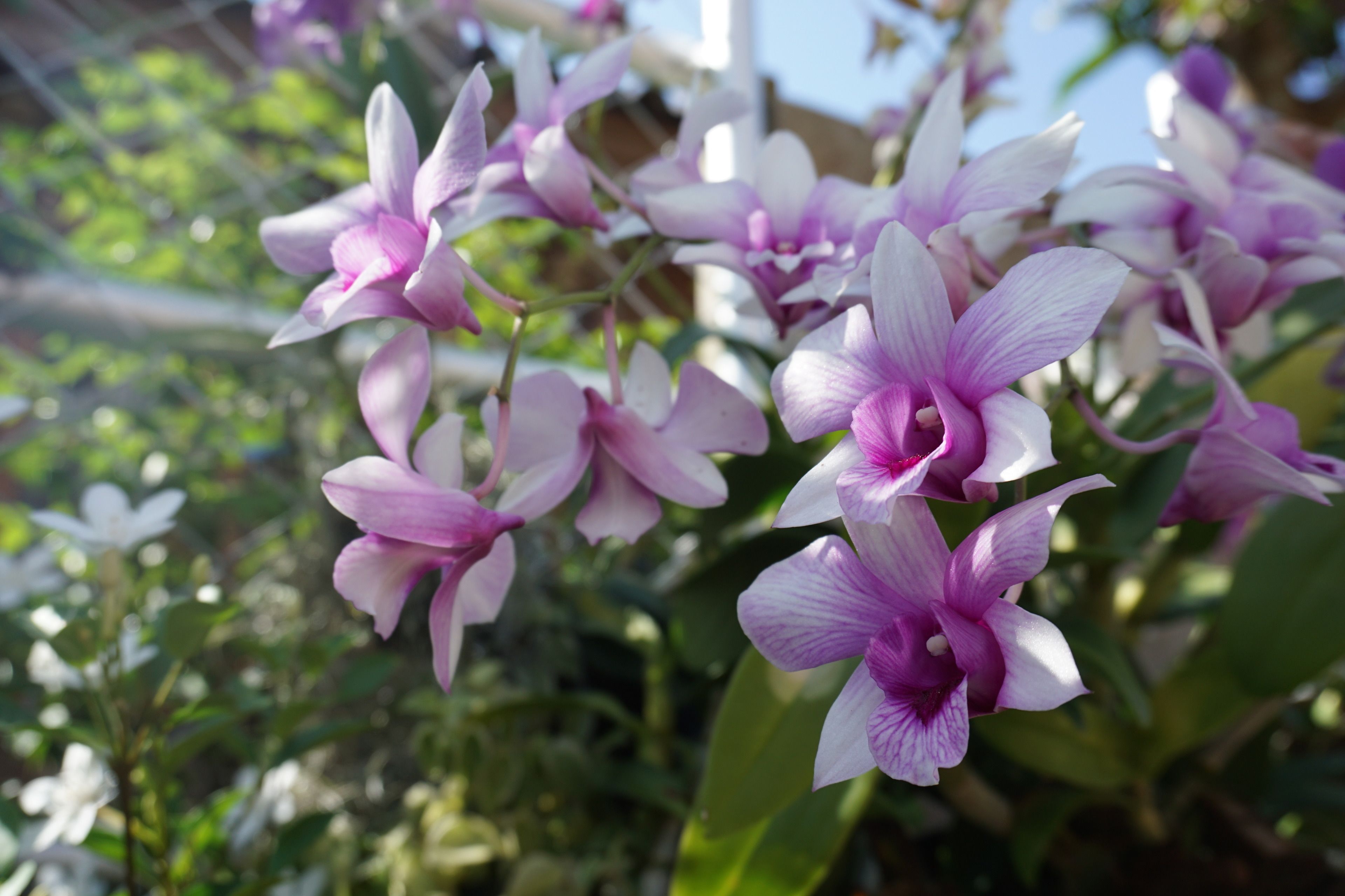 Un grupo de flores moradas y blancas, presumiblemente orquídeas, en un jardín.