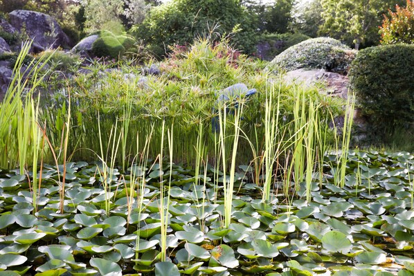A pond with lily pads and tall grasses. - San Giovanni (Porto-Vecchio)