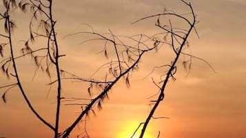 Auringonlasku veden yllä, etualalla siluetin muodostavia puunoksia.