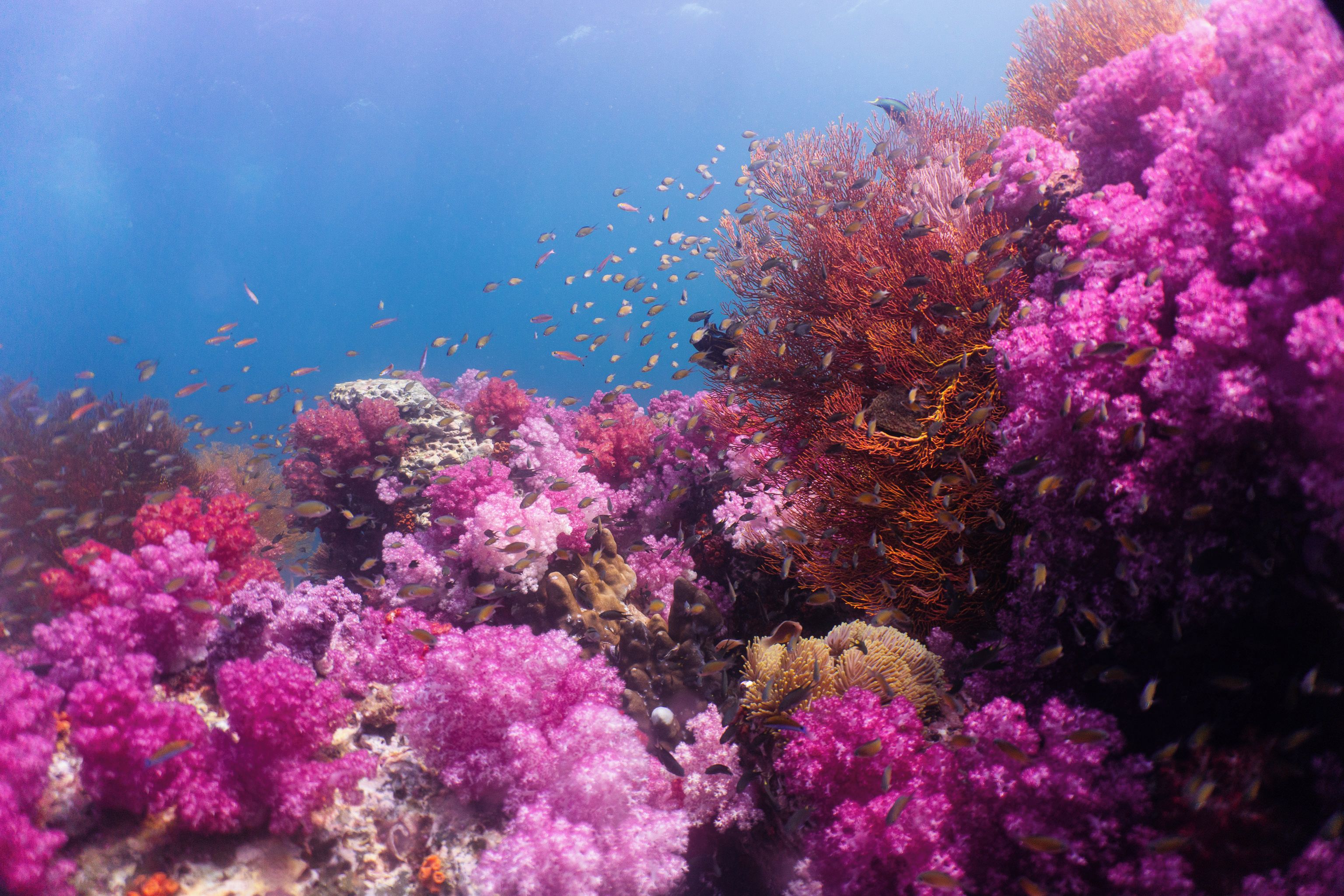 An underwater scene with coral formations and fish.