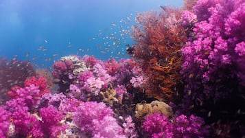 An underwater scene with coral formations and fish.