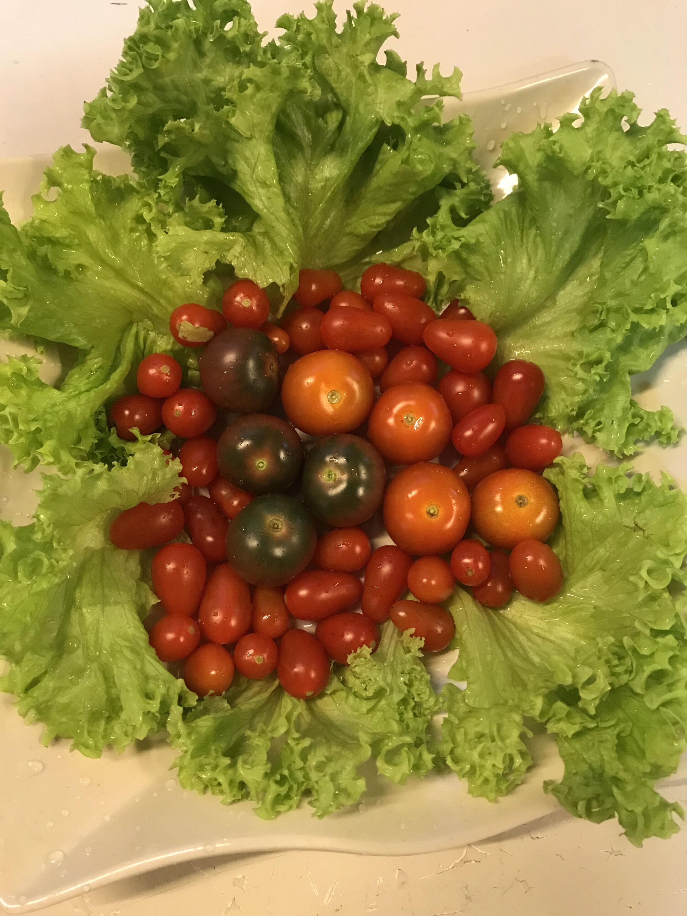 A plate of mixed cherry tomatoes and lettuce leaves.