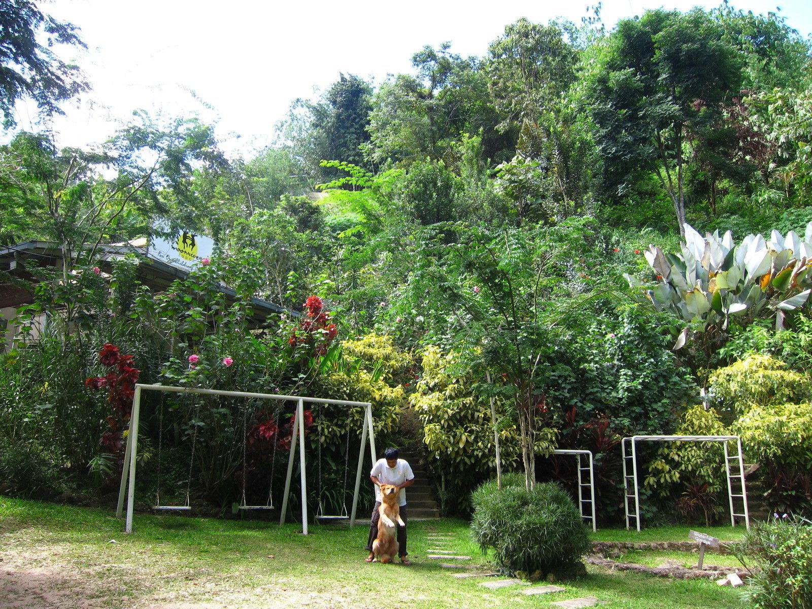Un jardín con un columpio, un perro y una persona.