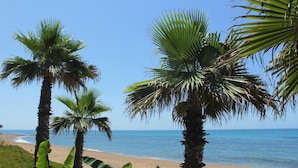Una playa con palmeras y una vista despejada del océano.