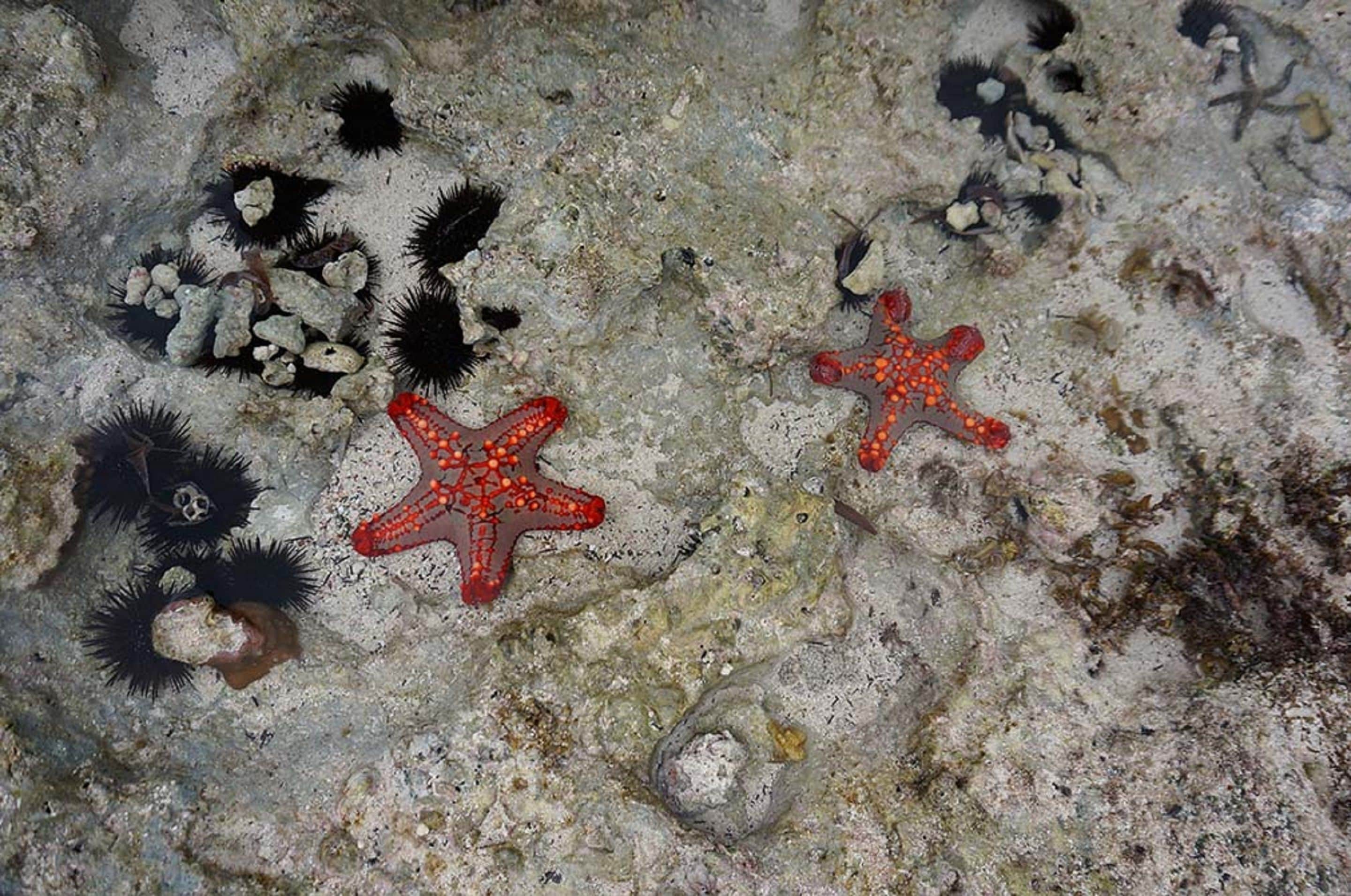 private beach, sun-loungers, beach umbrellas, beach bar