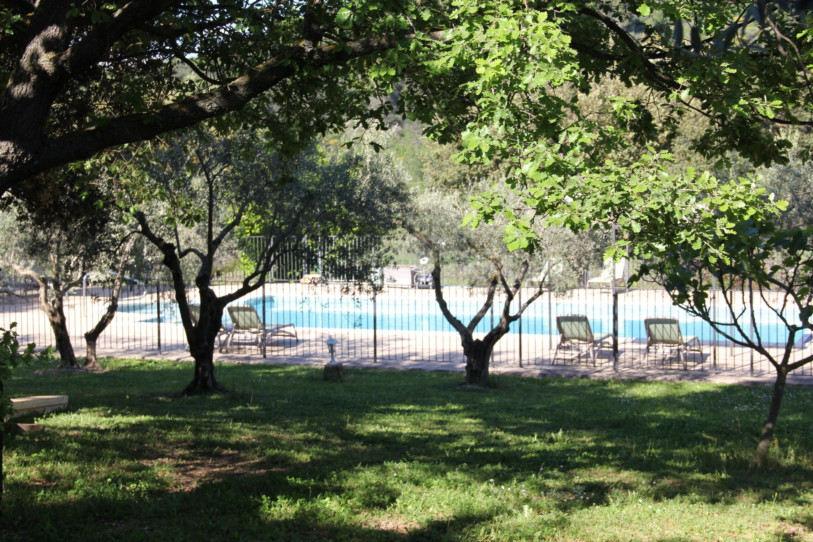 Un espace piscine agrémenté d’arbres et de chaises longues.
