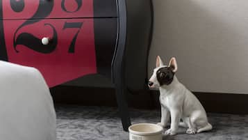 Um cão branco pequeno sentado ao lado de uma tigela com o nome 'DUDLEY' num chão coberto de carpete.