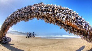 A beach scene with a large group of sea urchins forming an arch over the sand. - The Carraighs (The Crags)
