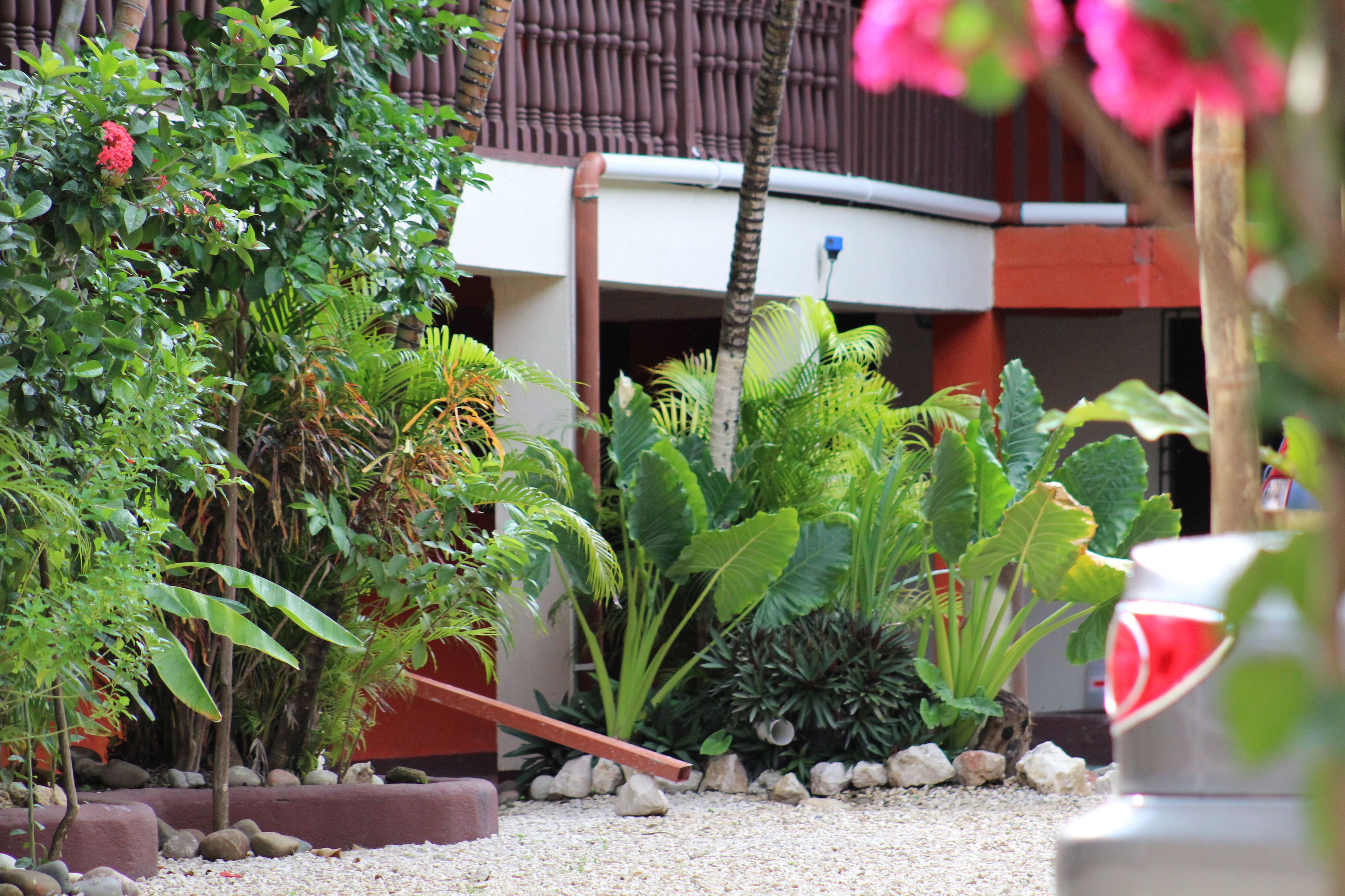 Ein Garten mit verschiedenen Pflanzen und einem Gebäude im Hintergrund.
