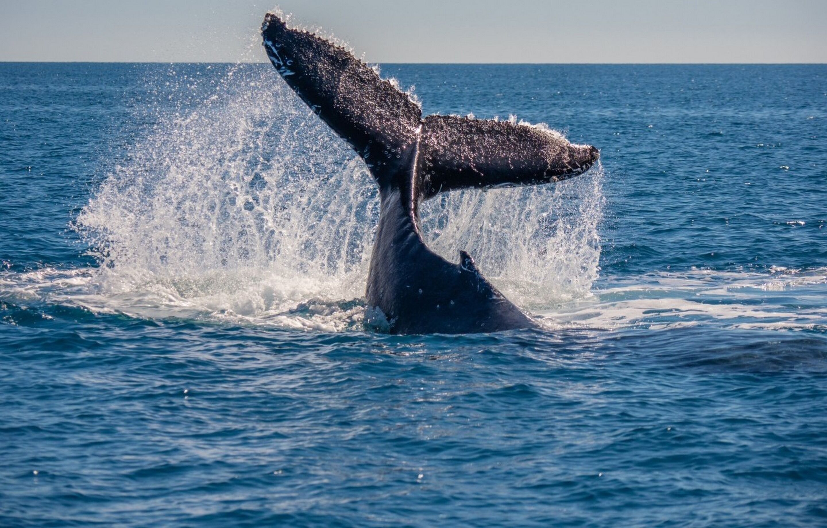 A whale breaching with its tail flukes above the water.