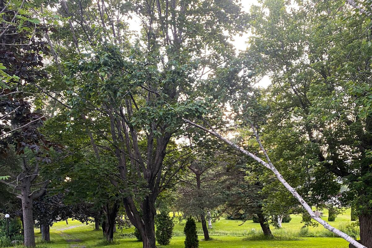 Ein Weg, der durch einen Park mit Bäumen und Gras führt.