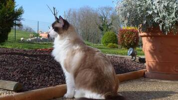 Un gato sentado sobre una superficie de grava con un jardín y una valla al fondo.