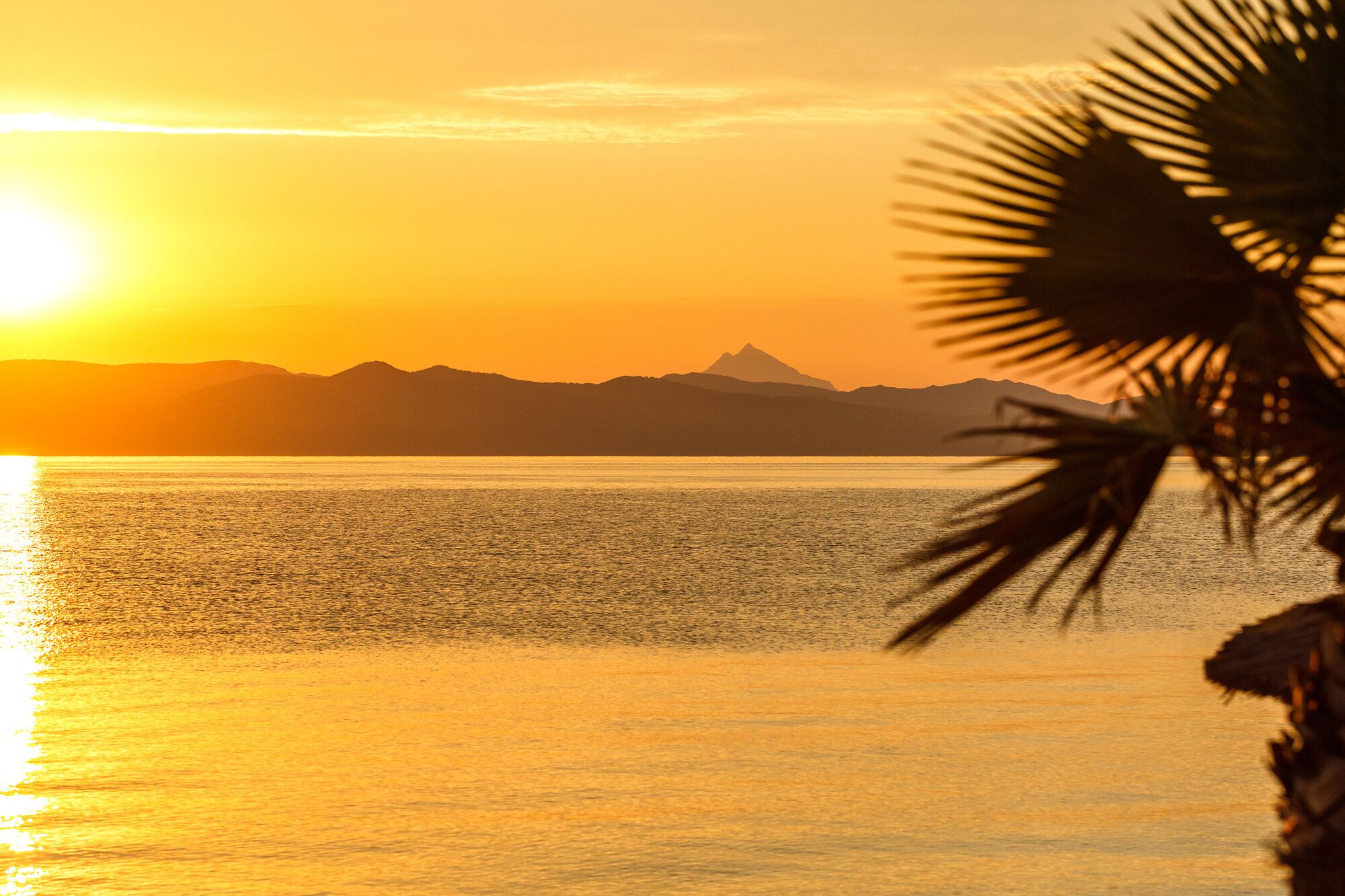 A sunset over a calm body of water with mountains in the background and a palm tree in the foreground.
