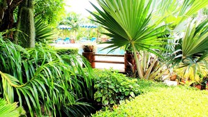 Un jardín exuberante con diversas plantas tropicales, un banco de madera y un área de piscina con sillones de descanso y sombrillas al fondo.