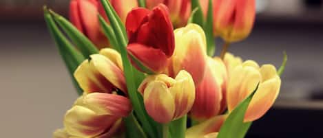 A bouquet of tulips in a vase.