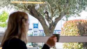 Una persona sentada en una mesa con vistas a un árbol grande y un edificio con un letrero que dice "ibis budget".