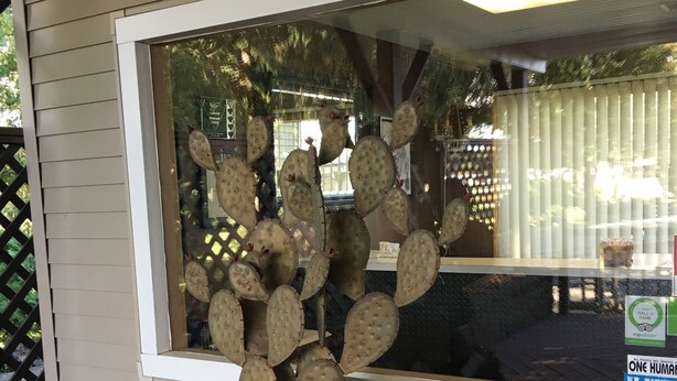Une exposition de cactus avec des citrouilles devant un bâtiment sur lequel est affiché un panneau indiquant « OUVERT ».