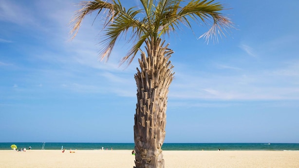 Una palmera en la playa, con cielos despejados y mar tranquilo.