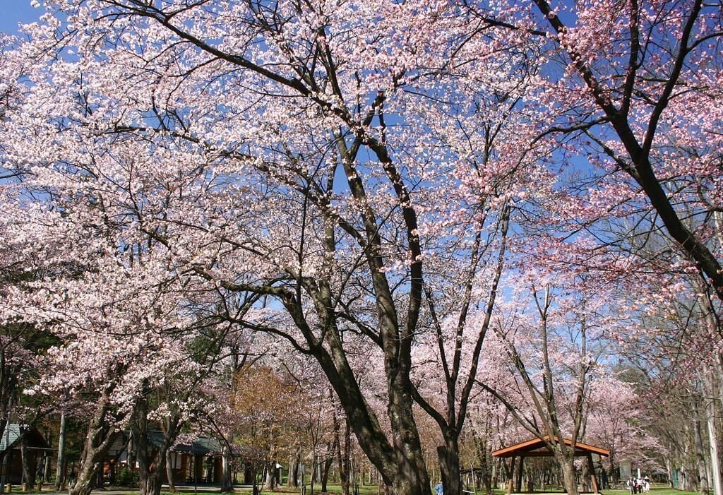 A park with cherry blossom trees in full bloom.