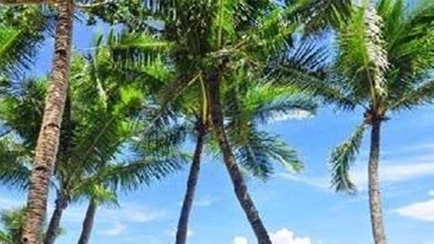 Une plage bordée de palmiers, sous un ciel bleu et dégagé.