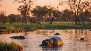 Safari