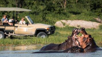 Passeio com observação de animais selvagens