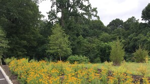 Un jardín con flores amarillas y árboles verdes.