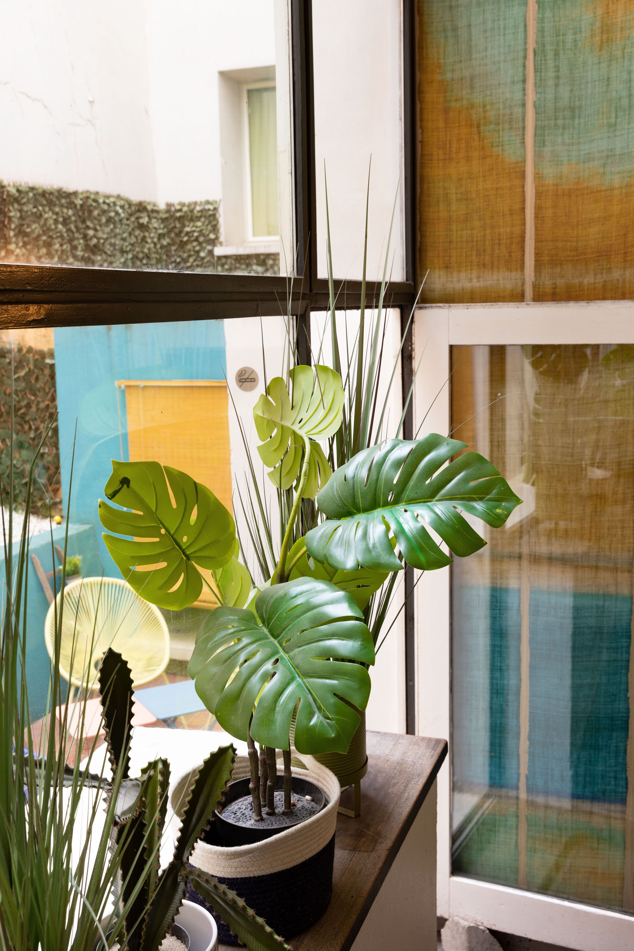 Janela com vista para um edifício, uma planta em vaso com folhas grandes e um cacto.