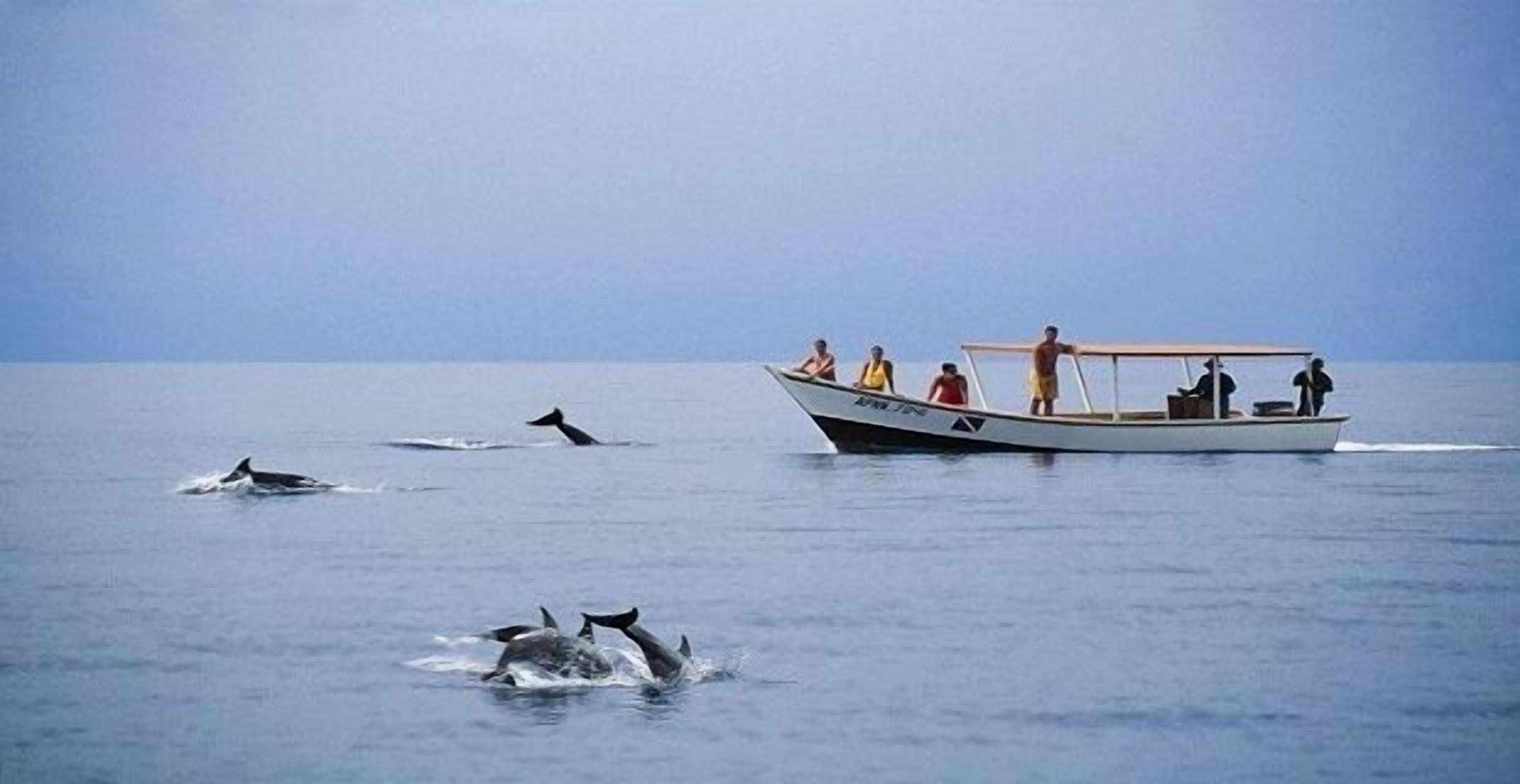 Un barco con pasajeros y delfines en el agua.