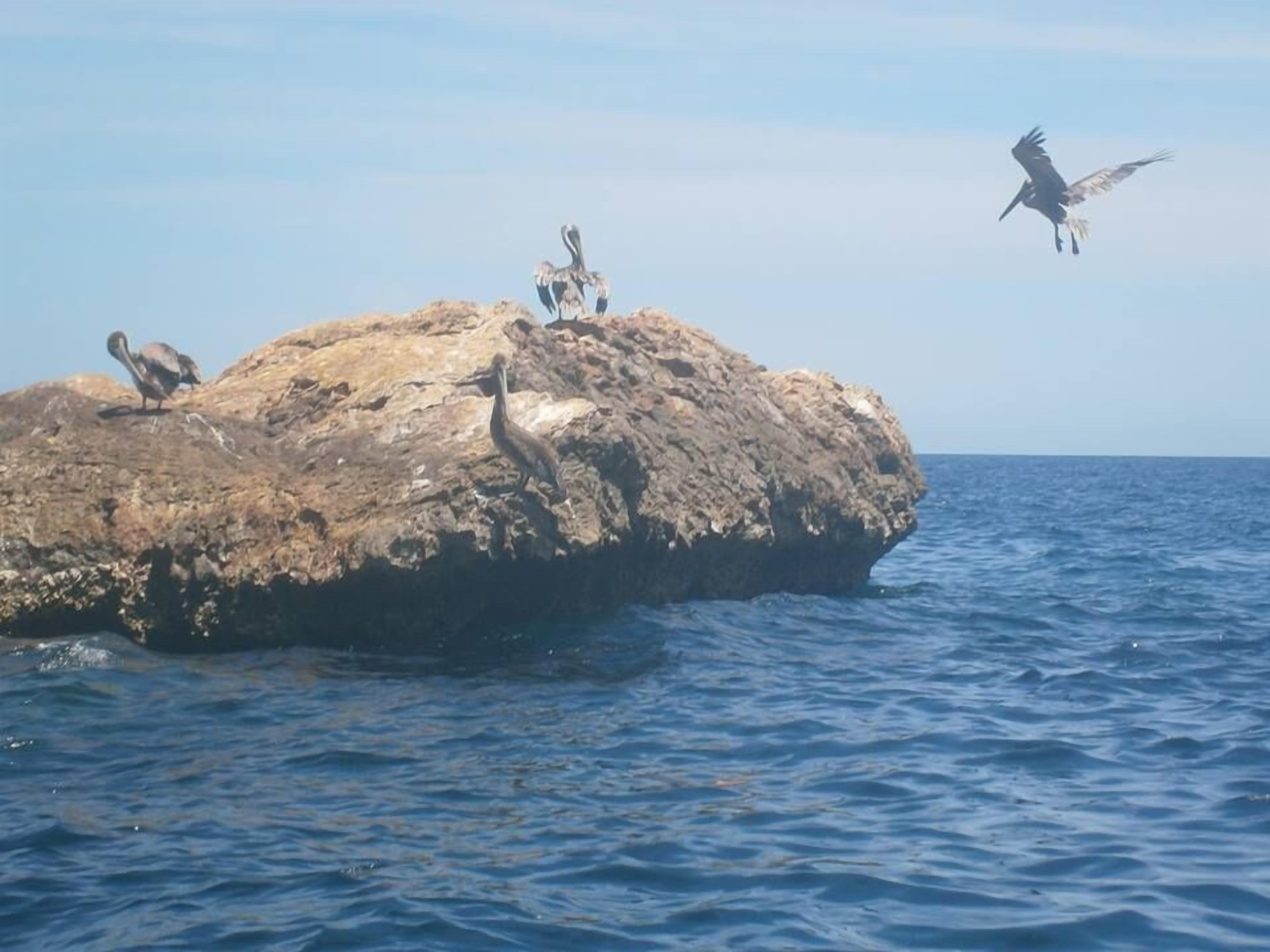 A rocky outcrop with several birds perched on it, overlooking the ocean.
