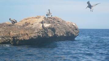 A rocky outcrop with several birds perched on it, overlooking the ocean.