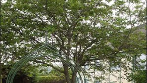 Un sentier mène à une pelouse verdoyante où se trouve un arbre et un grand bac à fleurs.