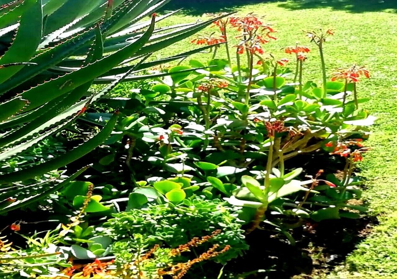 Taman