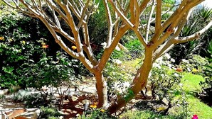 Un jardin avec un arbre, des rochers et différentes plantes.