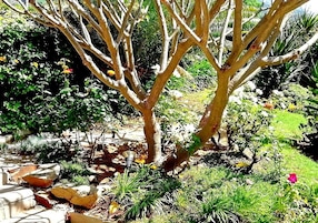 Jardim
