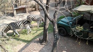 Two zebras grazing near a tree and a green vehicle with a canopy. - Jabula Lodge (Nkomazi)