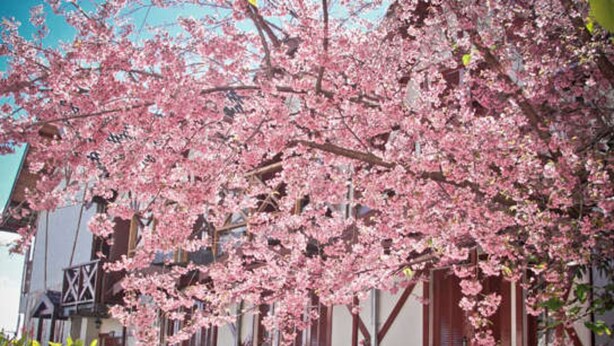 Ein traditionelles japanisches Gebäude mit einem blühenden Kirschbaum.